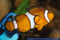 MAFFT0020 Amphiprion ocellaris<br>