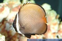 MFFFT0095 Chaetodon collare<br>