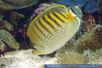 MFFGL0028 Chaetodon punctatofasciatus<br>