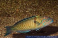 MLIFT0145 Thalassoma pavo<br>