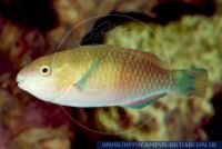 MPAFT0004 Scarus psittacus<br>