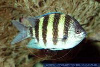 MRBFT0002 Abudefduf sexfasciatus<br>