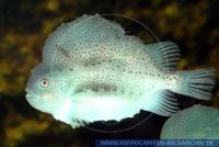 Scorpionfishes/Stonefishes