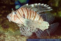 MSKFT0046 Pterois volitans<br>