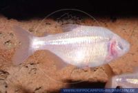 S06355, Astyanax fasciatus mexicanus ,(Anoptichthys jordani), Blinder Höhlensalmler, Blind cave fish  
