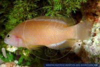 MZBFT0030 Pseudochromis fuscus<br>