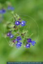 Anchusa officinalis		 Echte Ochsenzunge	 Alkanet