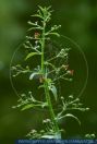 Scrophularia auriculata Wasser-Braunwurz Water figwort  
