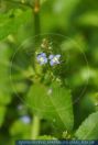 Veronica beccabunga Bachbungen-Ehrenpreis European brooklime, European speedwel 