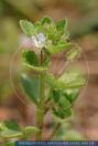 Veronica hederafolia Efeublättriger Ehrenpreis Ivy-Leaf Speedwell 