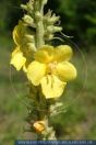 Verbascum densiflorum