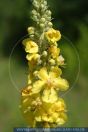 Verbascum densiflorum
Gro§blŸtige Kšnigskerze
Mullein
