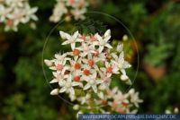 Sedum album,
Wei§e Fetthenne
White stonecrop, Small houseleek
