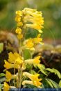 Corydalis lutea, Gelber Lerchensporn, Yellow corydalis Rock fumewort 