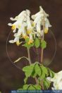 Pseudofumaria alba, Blassgelber Lerchensporn, Fumewort 