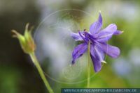 Aquilegia thalictrifolia, Wiesenrauten-Akelei, Columbine 