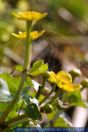 Caltha palustris, Sumpfdotterblume, Marsh Marigold 