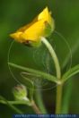 Ranunculus auricomus, Gold-Hahnenfuss / Goldschopf-Hahnenfuss, Greenland buttercup, Goldilocks buttercup, Goldilocks 