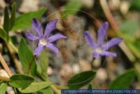 Vinca herbacea, Krautiges Immergrün, Periwinkle 