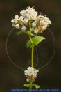 Fagopyrum esculentum, Buchweizen, Buckwheat 