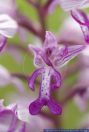 Orchis militaris,Helm-Knabenkraut,Military orchid