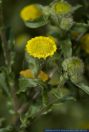 Pulicaria vulgaris,Kleines Flohkraut,Small Fleabane