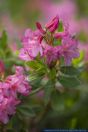 Rhododendron hirsutum,Bewimperte Alpenrose,Hairy Rhododendron