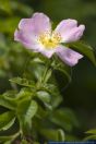 Rosa canina,Hunds-Rose,Dog Rose,Haggebutt,Wild Rose