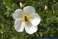 Rosa spinosissima,Bibernellblaettrige Rose,Burnet Rose