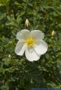 Rosa spinosissima,Bibernellblaettrige Rose,Burnet Rose