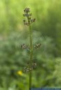 Scrophularia nodosa,Knotige Braunwurz,Common Figwort