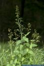 Scrophularia umbrosa,Gefluegelte Braunwurz,Water figwort