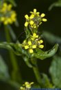 Sisymbrium officinale,Weg-Rauke,Hedgemustard