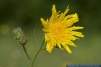 Sonchus arvensis,Acker-Gaensedistel,Perennial Sow-Thistle