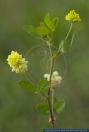 Trifolium campestre,Feld-Klee,Field clover