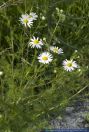 Tripleurospermum perforatum,Geruchlose Kamille,Scentless false mayweed