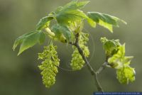Acer pseudoplatanus,Berg-Ahorn,Sycamore maple