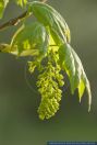 Acer pseudoplatanus,Berg-Ahorn,Sycamore maple