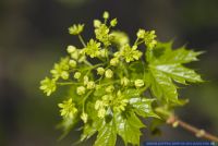 Acer platanoides,Spitz-Ahorn,Norway Maple