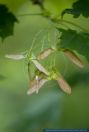 Acer platanoides,Spitz-Ahorn,Norway Maple