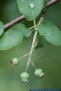 Amelanchier ovalis,Gewoehnliche Felsenbirne,European June Berry