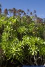 Aeonium arboreum,Rosetten-Dickblatt,Tree Aeonium