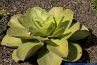 Aeonium nobile,Hauswurz,Houseleek