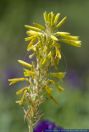 Asphodeline lutea