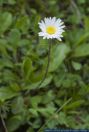 Aster bellidiastrum,Alpen-Massliebchen,Daisy Star