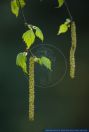 Betula pendula,Haenge-Birke,Silver Birch