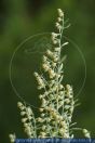 Wormwood Artemisia