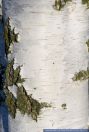 Betula pendula,Haenge-Birke,Silver Birch