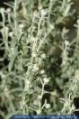 Artemisia pontica, Pontischer , Römischer Wermut , Roman wormwood 