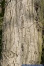 Carpinus betulus,Hainbuche,Common hornbeam
